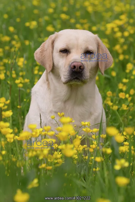  : Dog Labrador in spring flowers