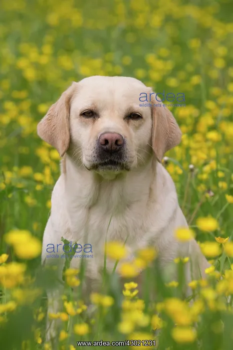  : Dog Labrador in spring flowers