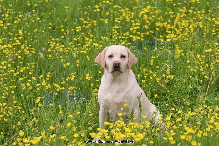  : Dog Labrador in spring flowers