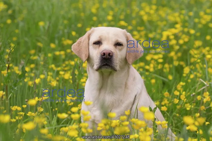  : Dog Labrador in spring flowers