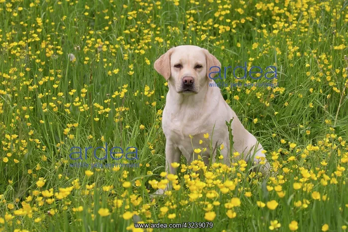  : Dog Labrador in spring flowers