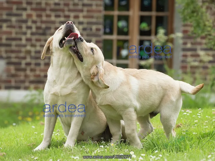  : Dog Labradors