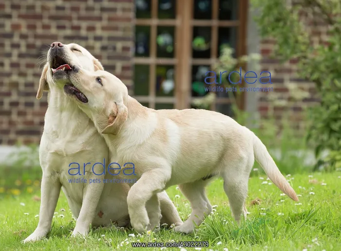  : Dog Labradors