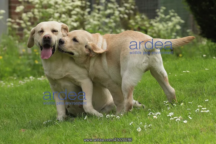  : Dog Labradors