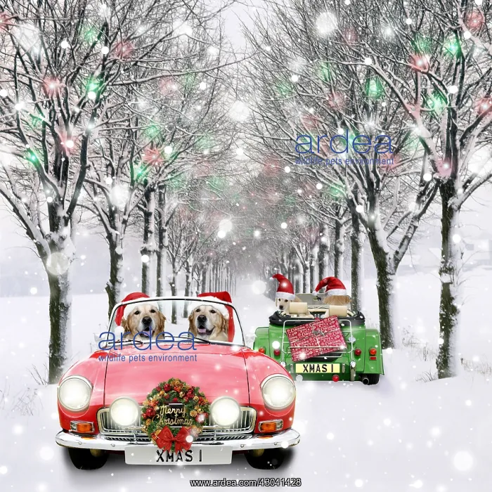 : Dog - Labradors driving car through Christmas : Dog - Labradors driving car through Christmas