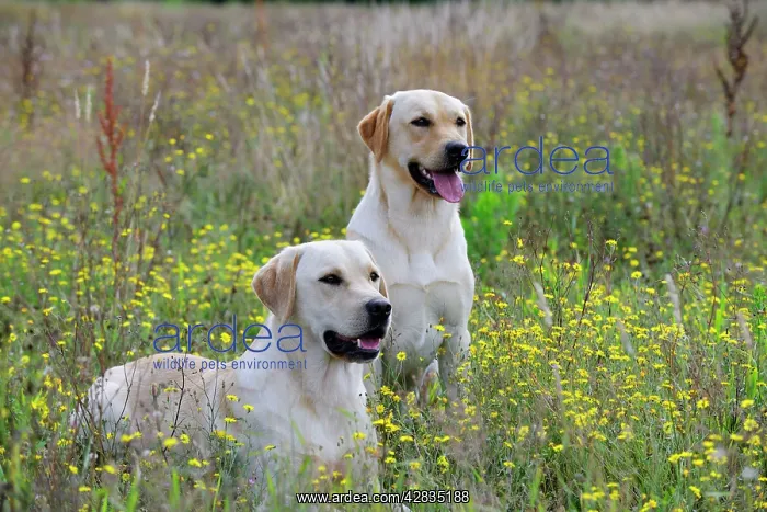 : Dog. Labradors in field : Dog. Labradors in field