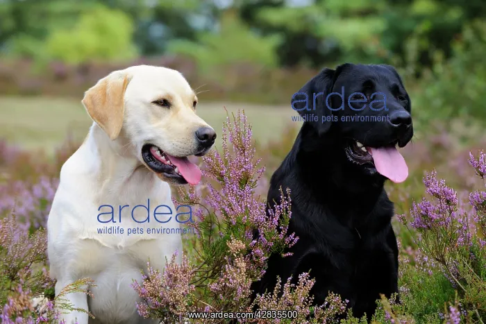 : Dog. Labradors in field : Dog. Labradors in field