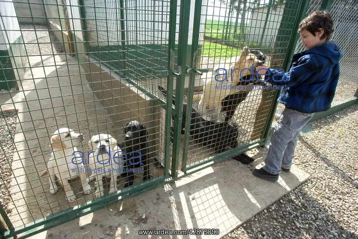  : Dog - Labradors in kennel run with boy