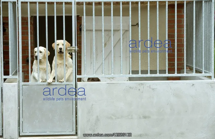  : Dog - two labradors at rescue centre