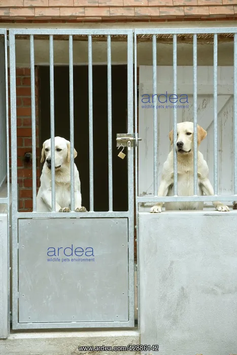  : Dog - two labradors at rescue centre
