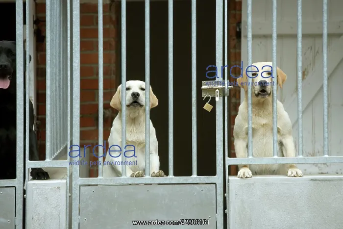  : Dog - two labradors at rescue centre