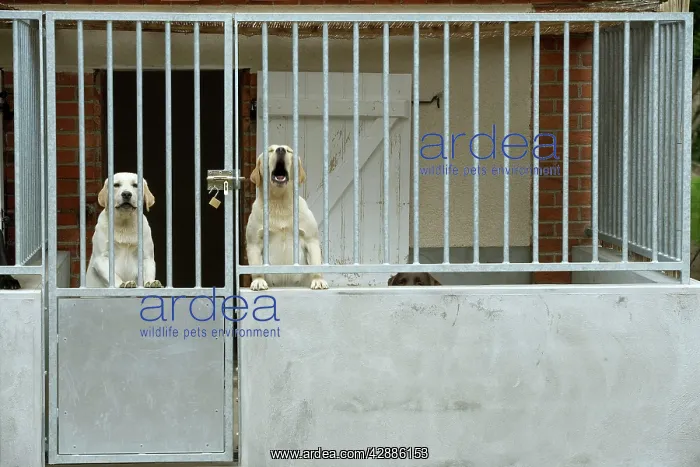  : Dog - two labradors at rescue centre, barking