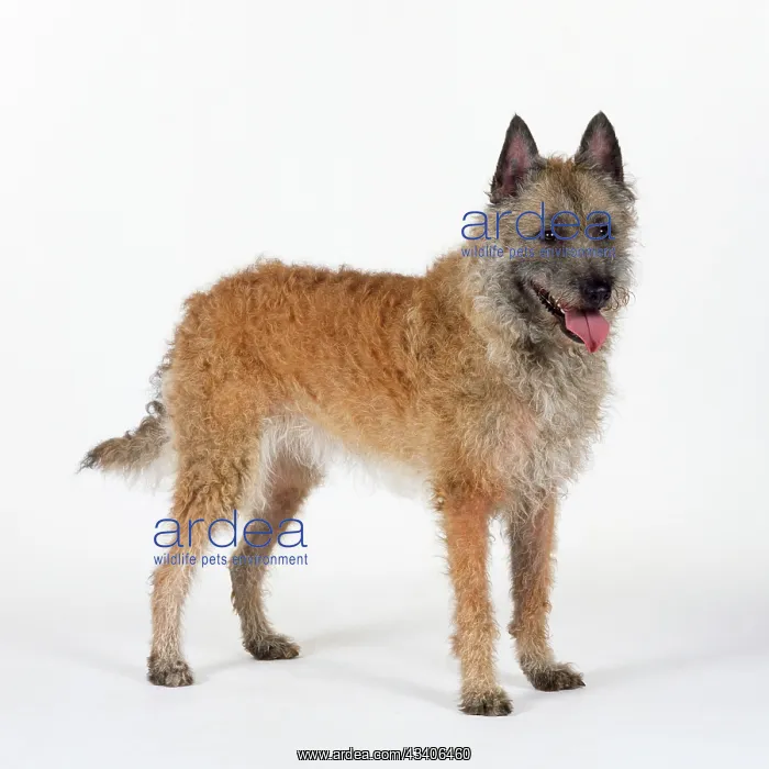 : DOG - Laekenois standing : DOG - Laekenois standing