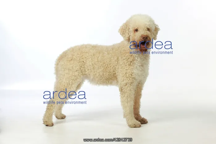 : DOG. Lagotto romagnolo : DOG. Lagotto romagnolo