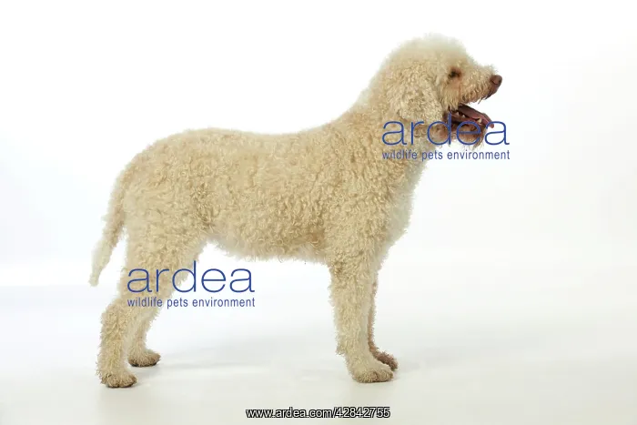 : DOG. Lagotto romagnolo : DOG. Lagotto romagnolo