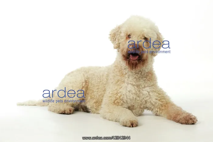 : DOG. Lagotto romagnolo : DOG. Lagotto romagnolo