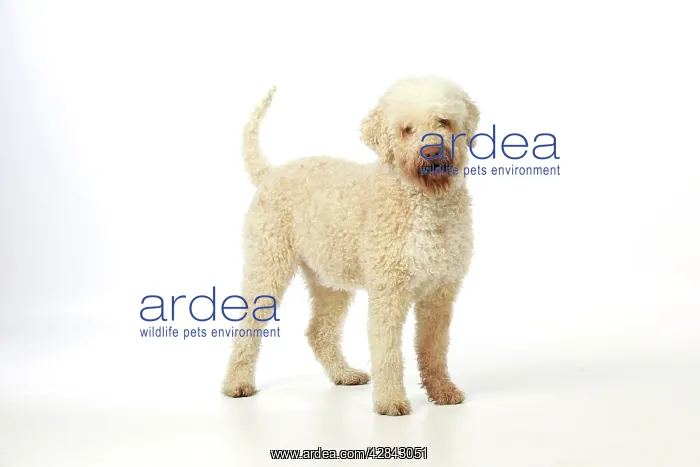 : DOG. Lagotto romagnolo : DOG. Lagotto romagnolo