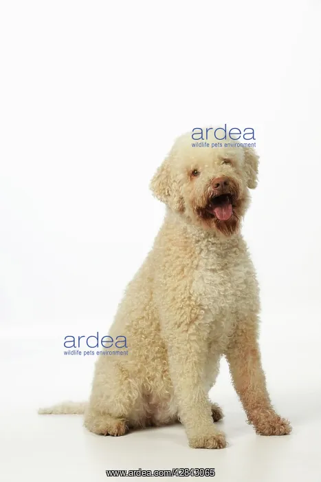 : DOG. Lagotto romagnolo : DOG. Lagotto romagnolo