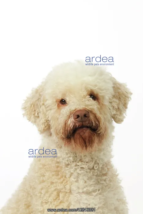 : DOG. Lagotto romagnolo : DOG. Lagotto romagnolo