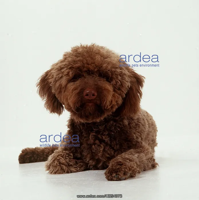 : DOG - LAGOTTO ROMAGNOLO : DOG - LAGOTTO ROMAGNOLO