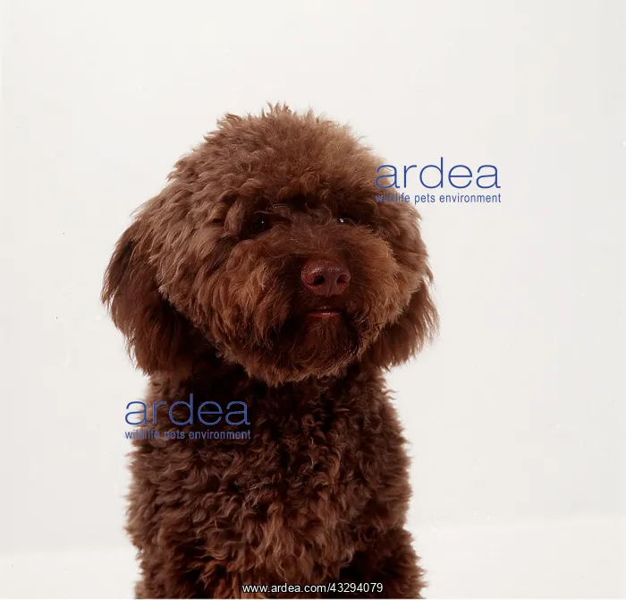 : DOG - LAGOTTO ROMAGNOLO - Close up : DOG - LAGOTTO ROMAGNOLO - Close up