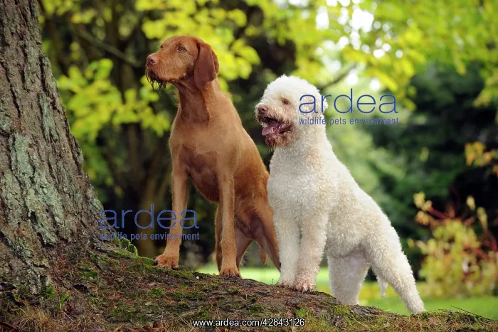  : DOG. Lagotto Romagnolo and Hungarian Wire-haired