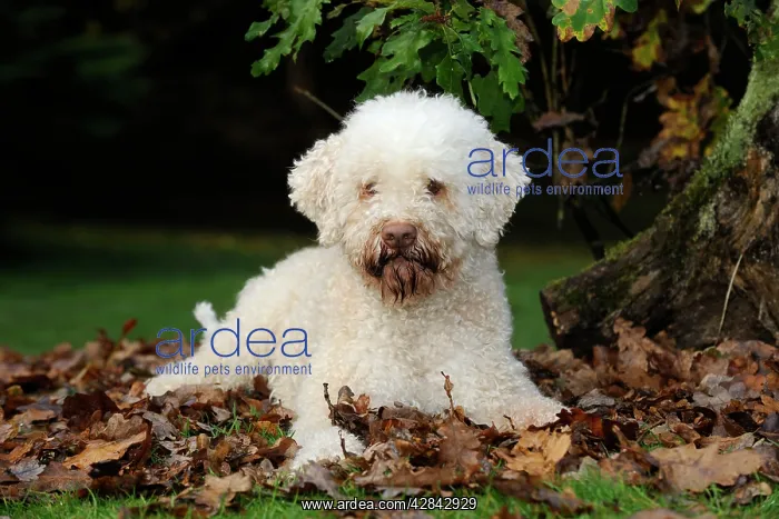 : DOG. Lagotto romagnolo in leaves : DOG. Lagotto romagnolo in leaves