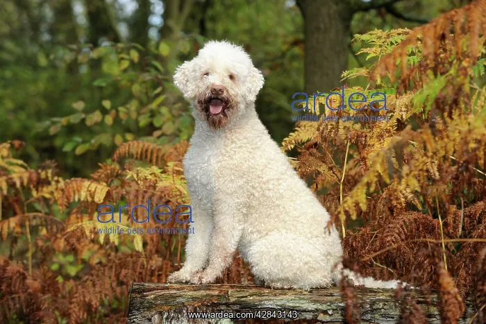  : DOG. Lagotto romagnolo sitting on bench in ferns