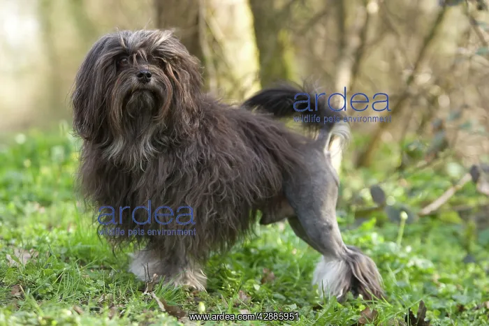  : Dog - LAiwchen  /  Little Lion Dog