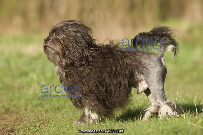 : Dog - LAiwchen / Little Lion Dog : Dog - LAiwchen / Little Lion Dog
