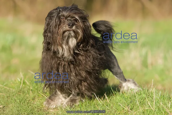 : Dog - LAiwchen / Little Lion Dog : Dog - LAiwchen / Little Lion Dog