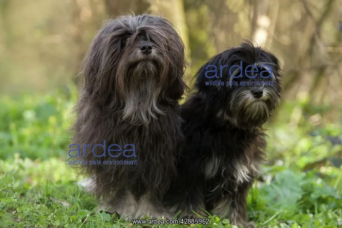 : Dog - LAiwchen / Little Lion Dog - adult and six : Dog - LAiwchen / Little Lion Dog - adult and six