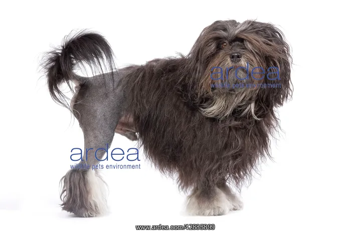 : Dog - LAiwchen  /  Little Lion Dog in studio