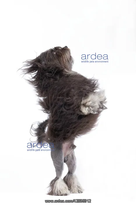 : Dog - LAiwchen / Little Lion Dog in studio on hind legs : Dog - LAiwchen / Little Lion Dog in studio on hind legs