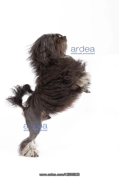 : Dog - LAiwchen / Little Lion Dog in studio on hind legs : Dog - LAiwchen / Little Lion Dog in studio on hind legs