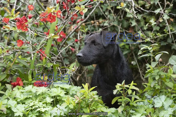 : DOG. Lakeland Paterdale X terrier in undergrowth : DOG. Lakeland Paterdale X terrier in undergrowth