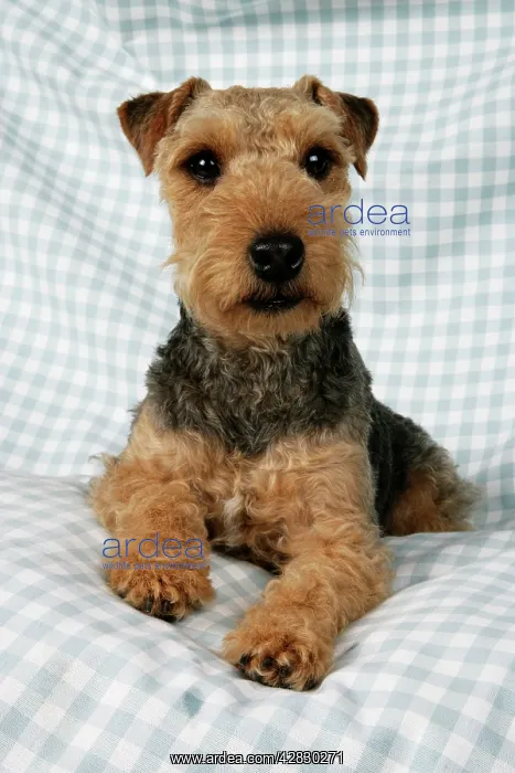 : Dog - Lakeland Terrier on blue and white checked material : Dog - Lakeland Terrier on blue and white checked material
