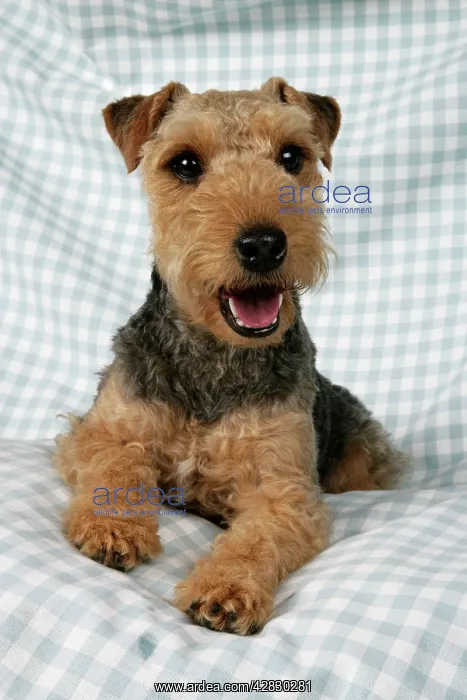 : Dog - Lakeland Terrier on blue and white checked material : Dog - Lakeland Terrier on blue and white checked material