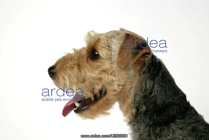 : Dog - Lakeland Terrier with mouth open : Dog - Lakeland Terrier with mouth open