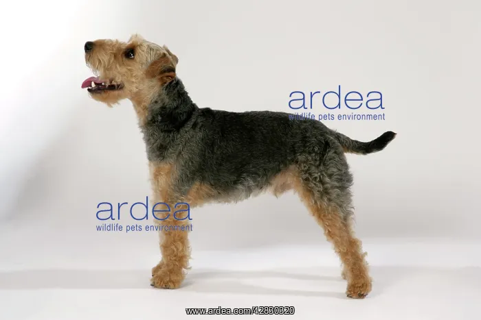 : Dog - Lakeland Terrier standing up panting : Dog - Lakeland Terrier standing up panting