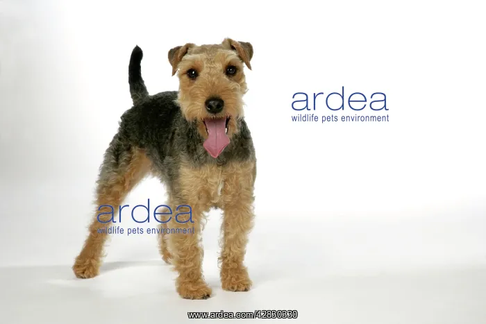 : Dog - Lakeland Terrier standing up panting : Dog - Lakeland Terrier standing up panting