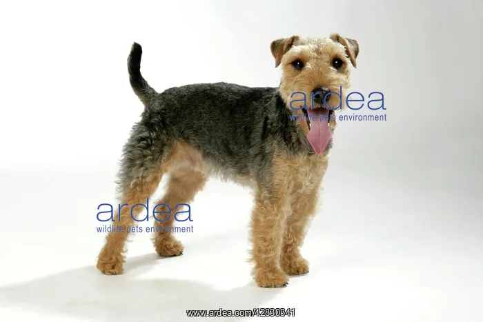 : Dog - Lakeland Terrier standing up panting : Dog - Lakeland Terrier standing up panting