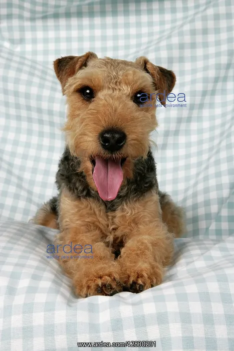 : Dog - Lakeland Terrier with tongue sticking out : Dog - Lakeland Terrier with tongue sticking out