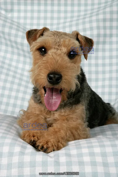 : Dog - Lakeland Terrier with tongue sticking out : Dog - Lakeland Terrier with tongue sticking out