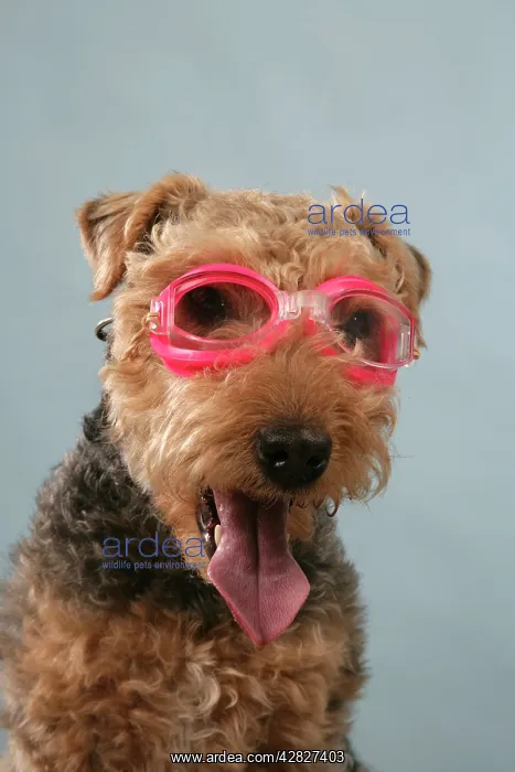  : Dog - Lakeland Terrier wearing goggles
