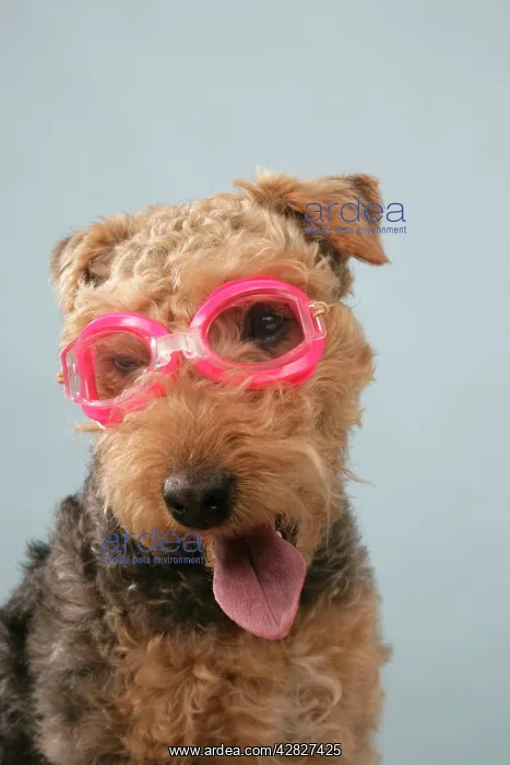  : Dog - Lakeland Terrier wearing goggles