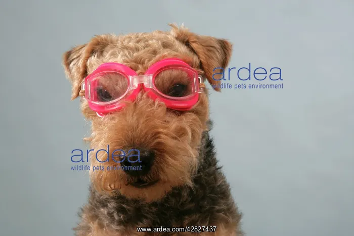  : Dog - Lakeland Terrier wearing goggles