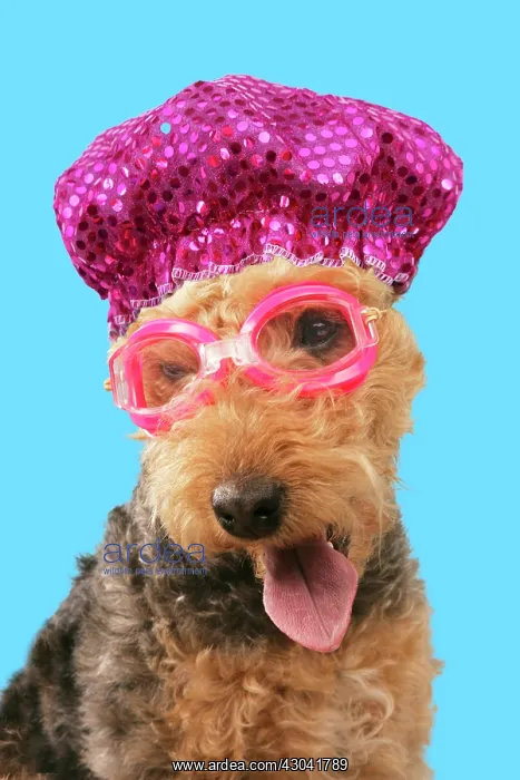 : Dog - Lakeland Terrier wearing goggles and bathing : Dog - Lakeland Terrier wearing goggles and bathing