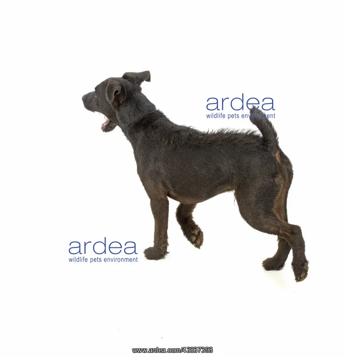 : DOG. Lakeland X Paterdale terrier, studio, walking away : DOG. Lakeland X Paterdale terrier, studio, walking away