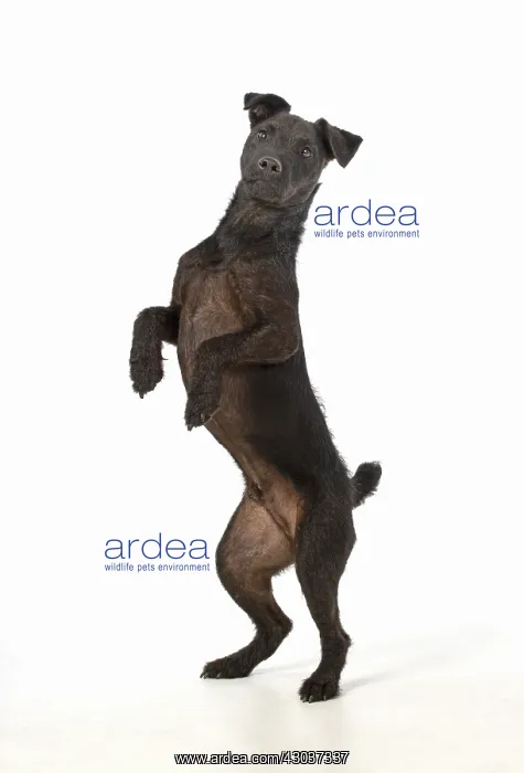 : DOG. Lakeland X Paterdale terrier dancing, on : DOG. Lakeland X Paterdale terrier dancing, on